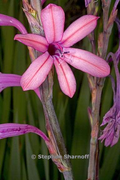 watsonia pyramidata 2 graphic